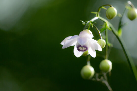 Japanese graceful wildflower "rengeshouma" blooming in the forest