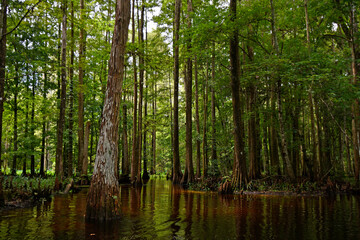 Fototapeta na wymiar Exploring Shingle Creek on a kayak Eco Tour through a beautiful cypress forest in Kissimmee, Osceola County just south of Orlando, Florida