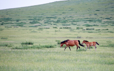 Horses under blue sky and white clouds
