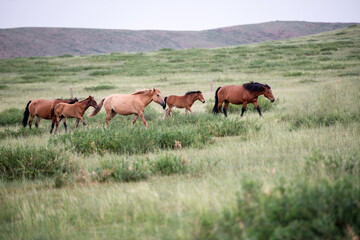 Horses under blue sky and white clouds