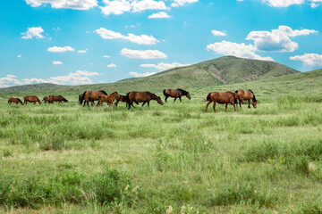 Horses under blue sky and white clouds