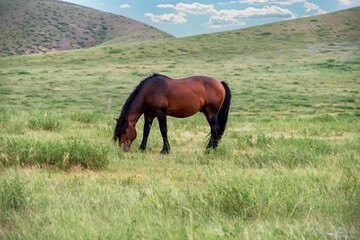 Horses under blue sky and white clouds