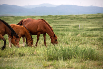 Horses under blue sky and white clouds