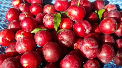 Prunus domestica