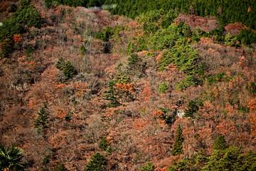 Detail of the pine tree on the mountain