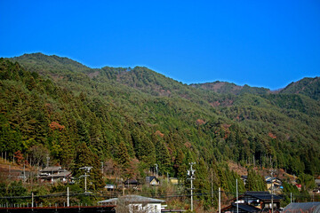 Detail of the pine tree on the mountain