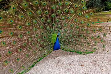 Obraz premium The dancing peacock in the park