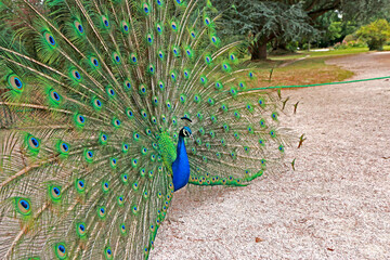 Obraz premium The dancing peacock in the park