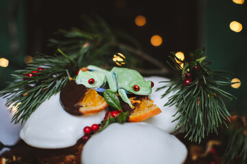 Beautiful red eyed tree frog on capcake with Christmass decoration