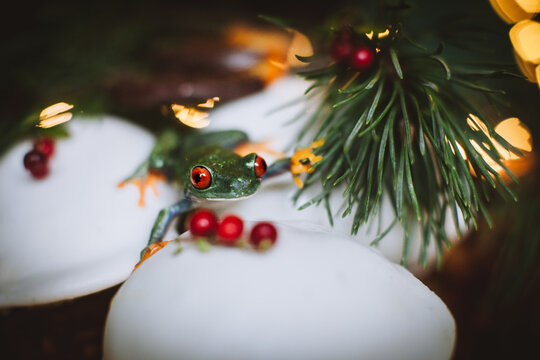 Beautiful red eyed tree frog on capcake with Christmass decoration