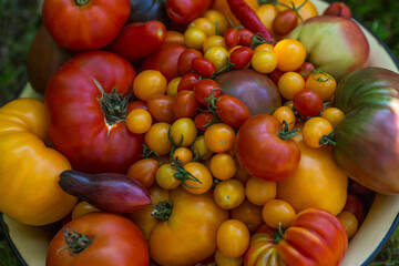 Basin with ripe beautiful tomatoes of different varieties on the grass in the garden. Vitamins and nutrition with natural products. New harvest. Close-up.