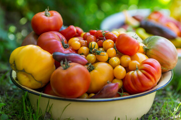 Basin with ripe beautiful tomatoes of different varieties on the grass in the garden. Vitamins and nutrition with natural products. New harvest. Close-up.