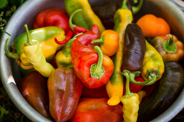 Sweet Yuolgar peppers of different varieties in a bowl on the grass in the garden. Nutrition with natural products and health. Close-up.