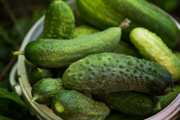 Lots of fresh cucumbers in a bucket on the grass in the garden. Nutrition with natural products and health. New harvest. Close-up.