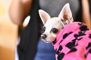 chihuahua dog wrapped in pink blanket