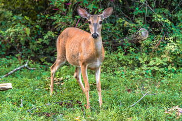 Young whitetail deer looking straight into the camera