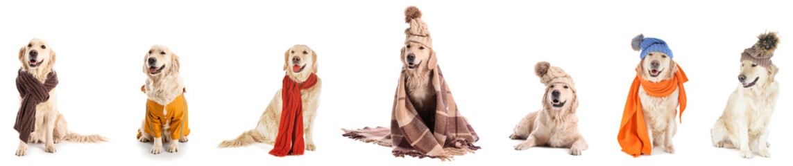 Set of cute dog with warm clothes on white background