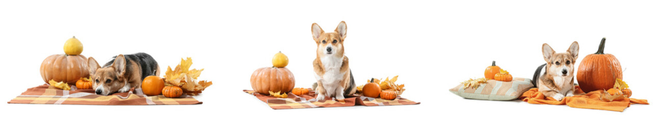Set of cute dog with autumn pumpkins on white background