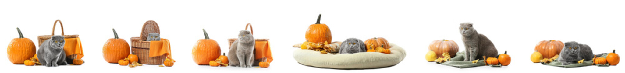 Set of cute cat with autumn pumpkins on white background