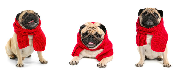 Set of cute pug dog in warm scarf on white background