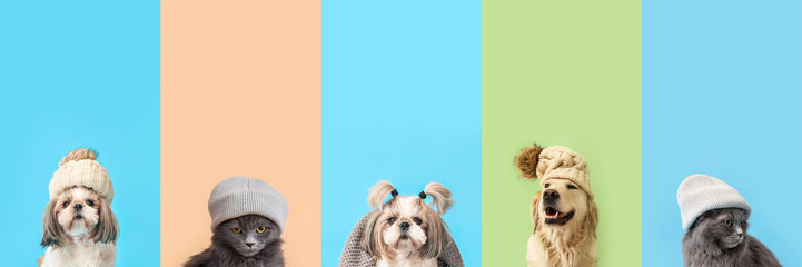 Set of cute animals in warm hats on color background