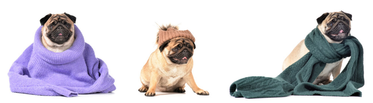 Set of cute pug dog in warm clothes on white background