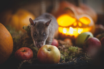 Pretty giant gambian pouched rat on Haloween party