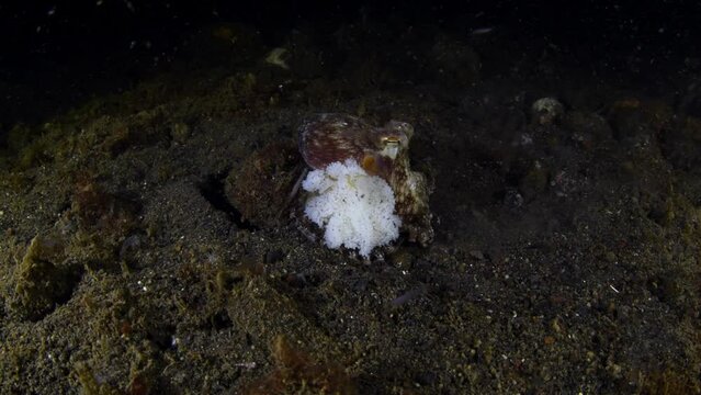 Coconut Octopus - Amphioctopus marginatus takes care of eggs. Underwater night life of Tulamben, Bali, Indonesia.