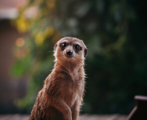 The meerkat or suricate, 2 years old outside