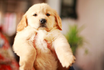 Golden retriever adorable puppy with space for text 