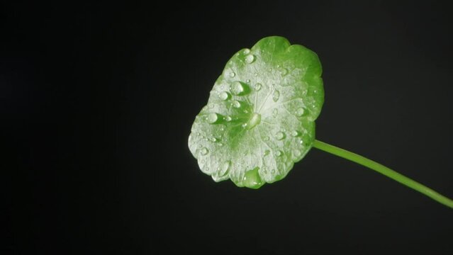 Video Slow Motion Shot of Droplet Falling on fresh  Gotu kola (Centella Asiatica) leaves Green. Isolated Gotu kola on black background. 