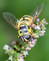 Eine Makrofotografie von einer Fliege, die auf einer Blüte sitzt