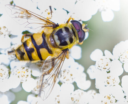 Eine Makrofotografie von einer Fliege, die auf einer Blüte sitzt