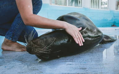 Veterinarian training of South American sea lion in zoo