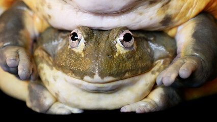 Couple of African bullfrogs on black background