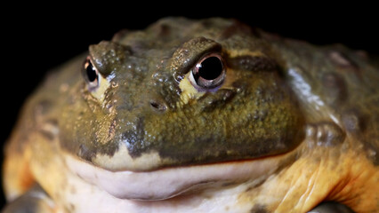 A male of African bullfrogs on black background