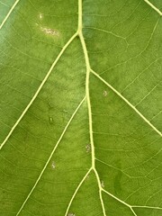 green Teak leaf texture