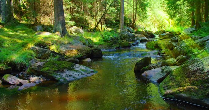 Mountain river on a sunny summer day. Nature landscape. Green lush forest in the morning. Mesmerizing flow of cold fresh water on a hot afternoon. Sun rays illuminate the greenery.