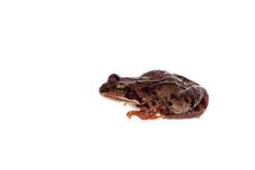 Fototapeta premium Common brown frog sitting on white background