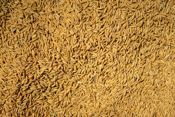 golden rice texture for background design