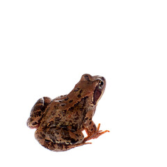 Common brown frog sitting on white background