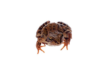Common brown frog sitting on white background