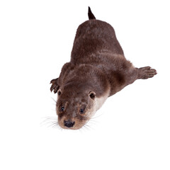 Eurasian river otter isolated on white background