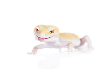 Cute Leopard Gecko on a white background