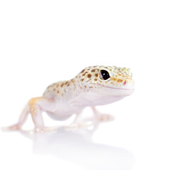 Cute Leopard Gecko on a white background