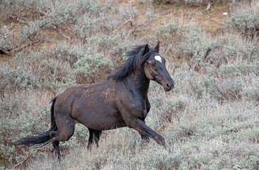 Black stallion wild horse charging to the fight with another stallion in the mountains of the...