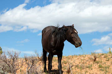 Wild horse black stallion feeding on sparse grass in the in high desert of the western United States