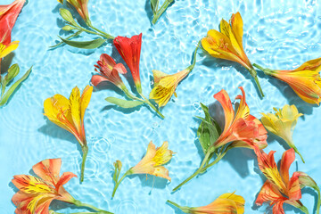 Many alstroemeria flowers in water on color background