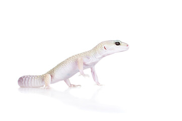 Cute Leopard Gecko on a white background