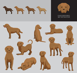 Dog Chesapeake Bay Retriever Cartoon Vector Illustration Color Variation Set